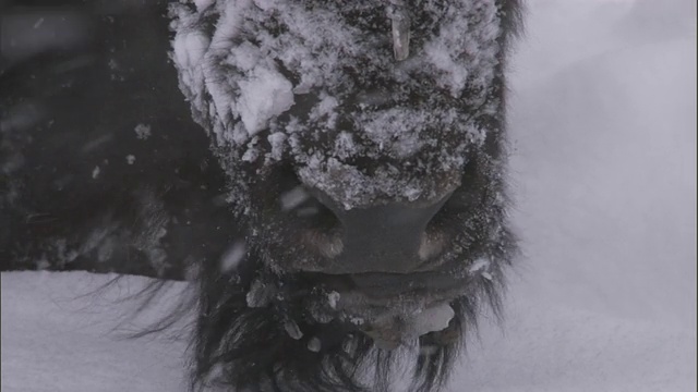 美国黄石公园，野牛在雪地里反刍视频素材