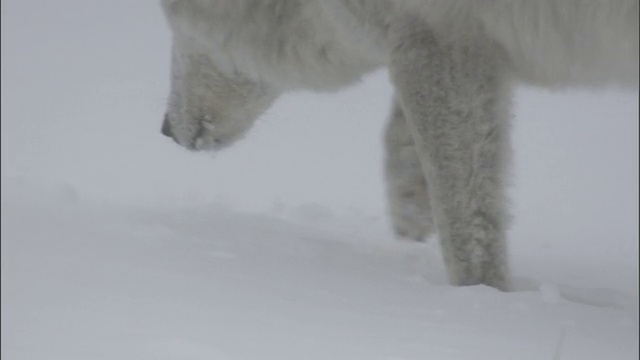 灰狼在雪地里行走，黄石公园，美国视频素材