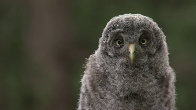 大灰猫头鹰(Strix nebulosa)雏凝视着森林，黄石，美国视频素材