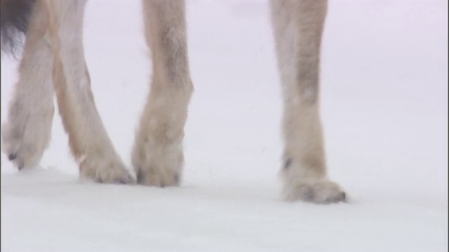 美国黄石公园，在雪地里小跑的郊狼的腿视频素材