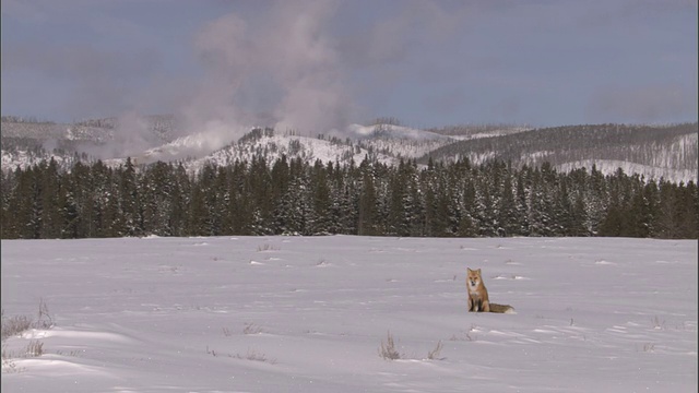 红狐(Vulpes Vulpes)坐在雪地上，黄石，美国视频素材