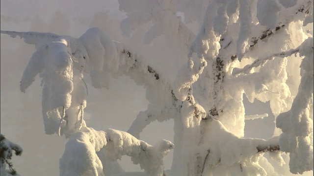 美国黄石公园，温泉的蒸汽在白雪覆盖的树林中飘浮视频素材