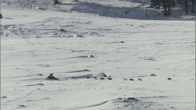 灰狼在雪地上觅食，黄石国家公园，美国视频素材