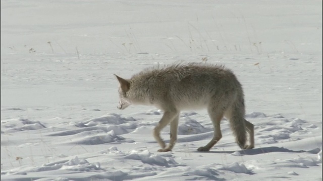 土狼(Canis latrans)展示提交的雪，黄石，怀俄明州，美国视频素材