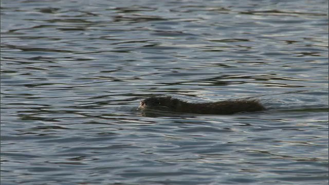 麝鼠(Ondatra zibethicus)在湖里游泳和潜水，黄石，美国视频素材