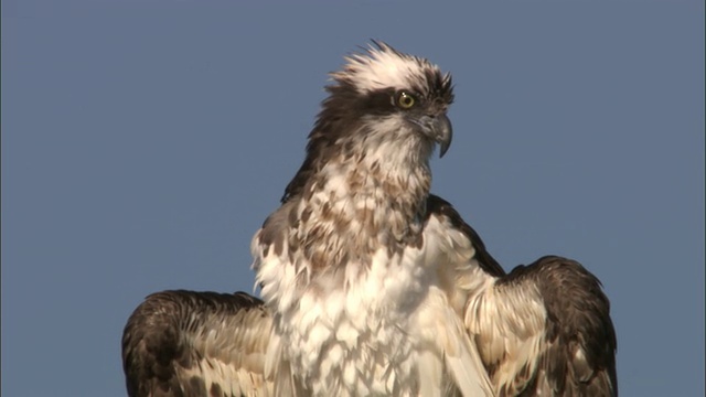 鱼鹰(Pandion haliaetus)在树上呼唤，黄石，美国视频素材