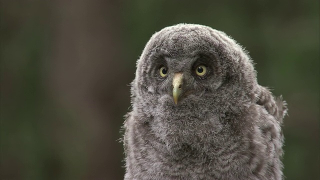 大灰猫头鹰(Strix nebulosa)雏鸟在森林里呼唤，黄石，美国视频素材