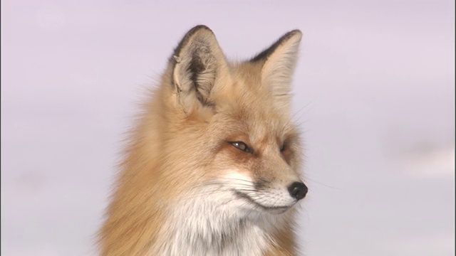 红狐(Vulpes Vulpes)坐在雪地上，黄石，美国视频素材