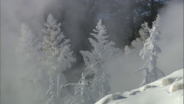 美国黄石公园，温泉的蒸汽在白雪覆盖的树林中飘浮视频素材