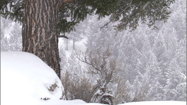 雪落在森林里的树上，黄石，美国视频素材