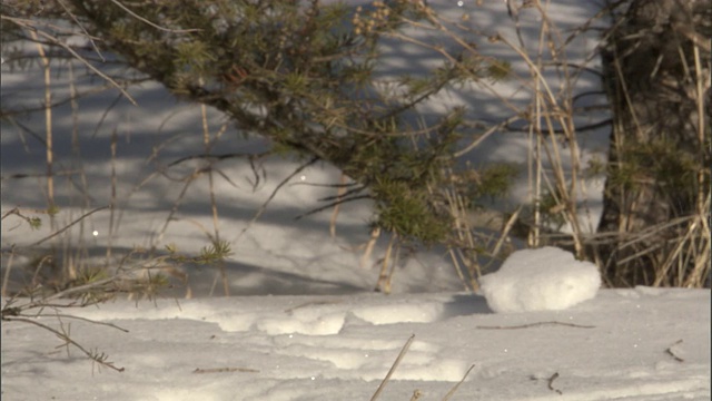 灰狼在雪地里奔跑，黄石公园，美国视频素材