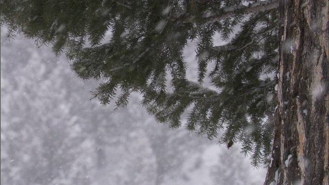 雪落在森林里的树上，黄石，美国视频素材