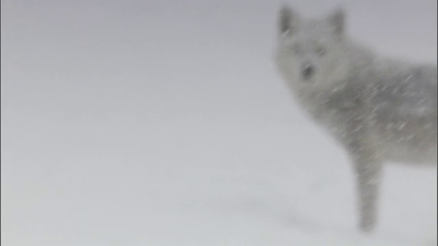 灰狼站在暴风雪中，黄石国家公园，美国视频素材