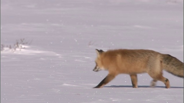 红狐(Vulpes Vulpes)在雪地里捕食啮齿动物，黄石，美国视频素材