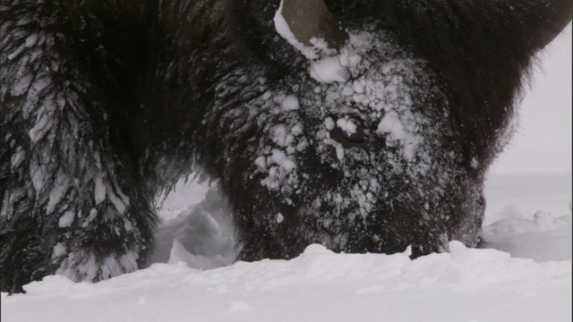 美国黄石公园，野牛在深雪中吃草视频素材