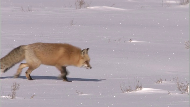 红狐(Vulpes Vulpes)走在雪地上，黄石国家公园，美国视频素材