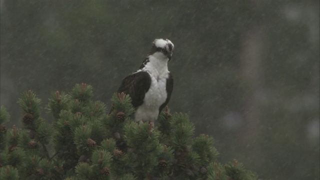 在美国黄石公园的松树上栖息的鱼鹰(Pandion haliaetus)视频素材