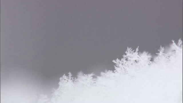 美国黄石公园，雪花飘落在雪地上视频素材