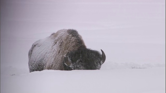 美国黄石公园，野牛在深雪中吃草视频素材