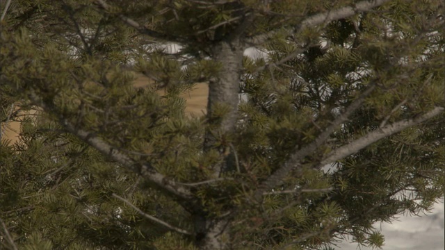 灰狼(Canis lupus)在雪域森林，黄石，美国视频素材