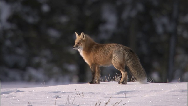 红狐(Vulpes Vulpes)走在雪地上，黄石国家公园，美国视频素材