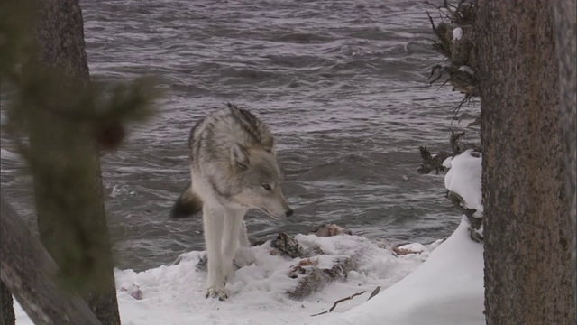 灰狼(犬)在雪域森林河边，黄石，美国视频素材