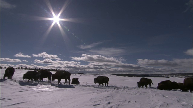 美国黄石公园，在雪地里吃草的野牛视频素材