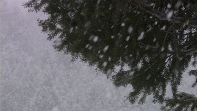 雪落在森林里的树上，黄石，美国视频素材