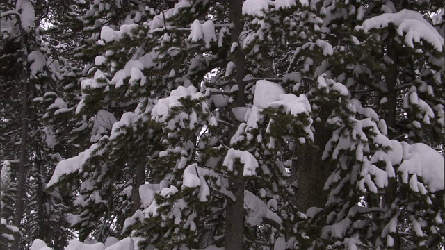 美国黄石公园，雪花从树枝上落下视频素材