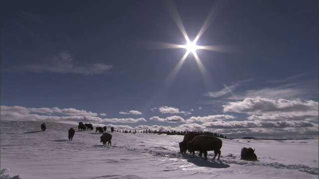 美国黄石公园，在雪地里吃草的野牛视频素材