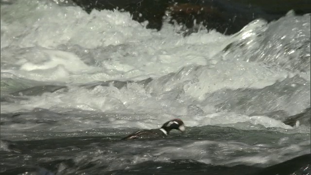 丑角鸭在河流急流中游泳和跳水，黄石，美国视频素材