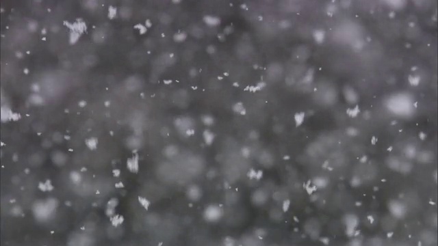 雪花从空中飘落在森林里，黄石国家公园，美国视频素材