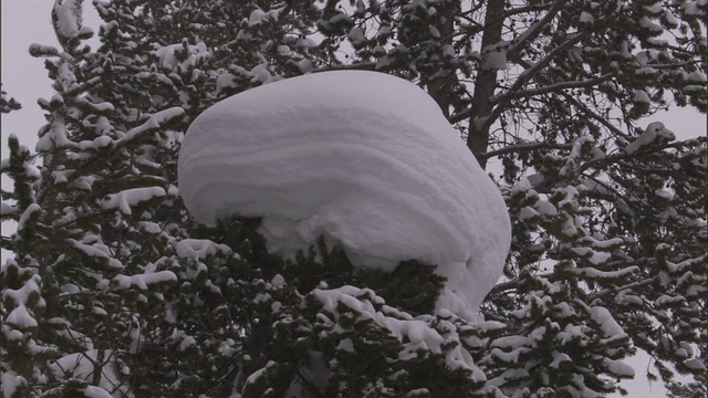 白雪覆盖的树枝，黄石，美国视频素材