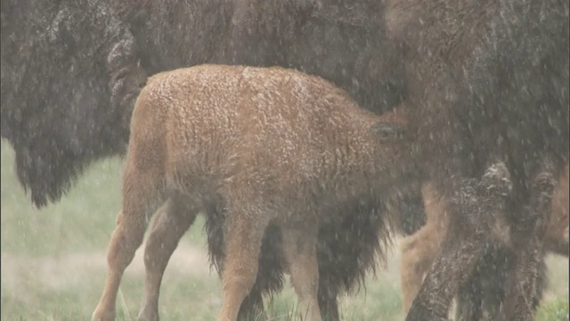 美国黄石公园，雪地里的小野牛正在吮吸奶视频素材