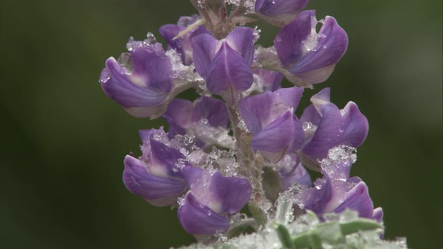 美国黄石公园，雪花飘落在Lupinus花上视频素材