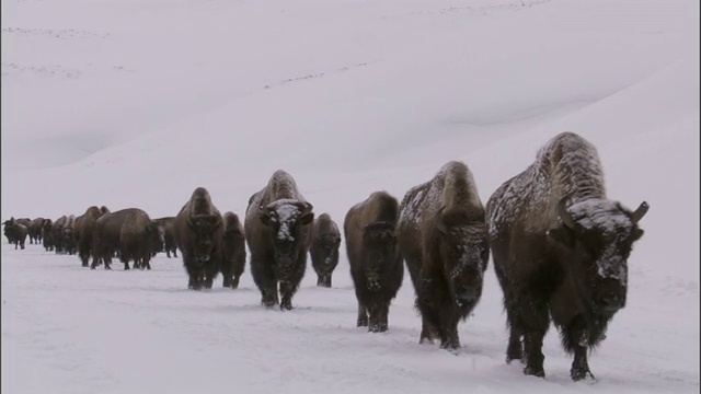 美国黄石公园，野牛群在雪地上跋涉视频素材