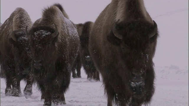 美国黄石公园，野牛群在雪地上跋涉视频素材