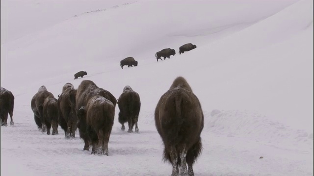 美国黄石公园，野牛群在雪地上跋涉视频素材