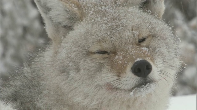 美国黄石公园，郊狼(大犬)在雪地里四处张望视频素材