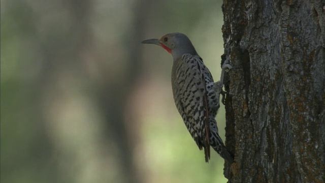 美国黄石公园树干上的Northern flicker (Colaptes auratus)视频素材