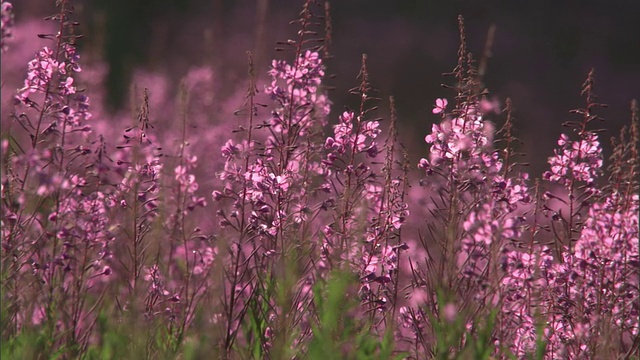 美国黄石公园，关注开花的杂草(Chamerion angustifolium)视频素材