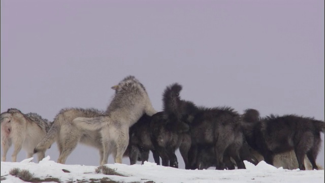 灰狼(犬类狼疮)聚集在雪脊上，黄石，美国视频素材