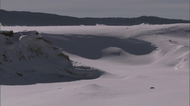 狩猎红狐(Vulpes Vulpes)穿越雪，黄石，美国视频素材