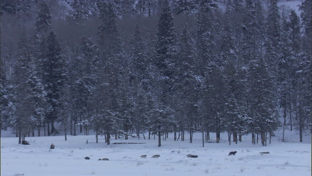 灰狼(犬类狼犬)成群走过白雪森林，黄石，美国视频素材