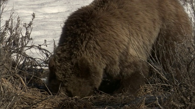 美国黄石公园，灰熊(Ursus arctos)为地松鼠挖洞视频素材