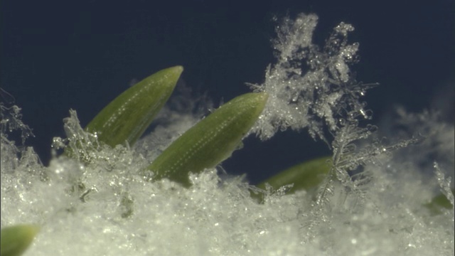 美国黄石公园，松针上的雪花视频素材