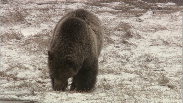 美国黄石公园，灰熊(Ursus arctos)在雪地上行走视频素材