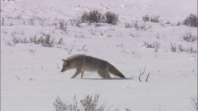 美国黄石公园，郊狼(大犬)陷进深雪中视频素材