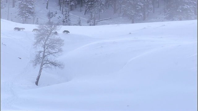 灰狼(犬类狼疮)成群地穿过雪地景观，黄石，美国视频素材