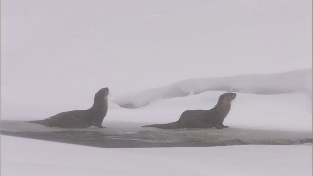 美国黄石公园，河獭(Lontra canadensis)在雪地里鸣叫视频素材